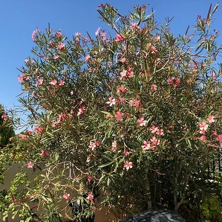 Homestay Terrasse Privee Piscine Marseille